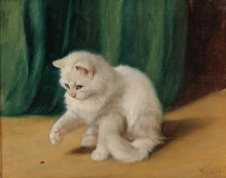 Gato com joaninha